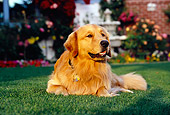 DOG 03 RK0416 10
Golden Retriever Laying On Grass By Flowers Fountain Building