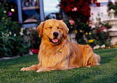 DOG 03 RK0416 12
Golden Retriever Laying On Grass By Flowers Fountain Building
