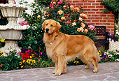 DOG 03 RK0417 08
Golden Retriever Standing On Sidewalk By Flowers Fountain Building