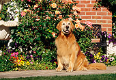 DOG 03 RK0426 05
Golden Retriever Sitting By Fountain And Flowers