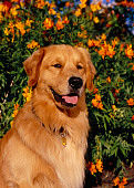 DOG 03 RK0432 03
Head Shot Of Golden Retriever Sitting By Orange Flower Bush