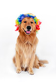 DOG 03 RK0445 01
Golden Retriever Sitting Wearing Humorous Hat And Wig On White Seamless