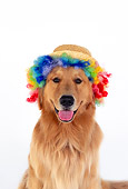 DOG 03 RK0446 01
Head Shot Of Golden Retriever Wearing Humorous Hat And Wig On White Seamless