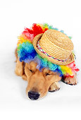 DOG 03 RK0447 05
Wide Angle Shot Of Golden Retriever Sleeping Wearing Humorous Hat And Wig On White Seamless