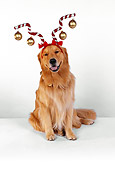 DOG 03 RK0451 06
Golden Retriever Sitting Wearing Christmas Ornament Hat White Seamless