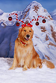 DOG 03 RK0453 04
Golden Retriever Wearing Ornament Hat On Snow Mountains In Background