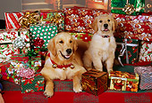 DOG 03 RK0462 01
Golden Retriever Adult And Puppy Laying With Christmas Presents