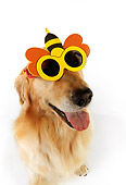 DOG 03 RK0463 01
Humorous Golden Retriever Wearing Sunglasses On White Seamless