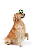 DOG 03 RK0465 01
Golden Retriever Balancing Ball On Nose On White Seamless