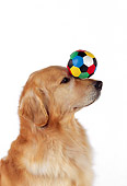 DOG 03 RK0466 03
Profile Head Shot Of Golden Retriever Balancing Ball On Nose White Seamless