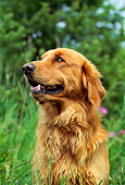DOG 03 RW0002 01
Golden Retriever Sitting In Grass