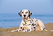 DOG 04 CB0001 01
Dalmatian Laying On Beach