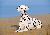 DOG 04 CB0003 01
Dalmatian Laying On Beach