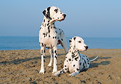 DOG 04 CB0006 01
Two Dalmatians On Beach Looking To The Side