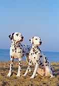 DOG 04 CB0007 01
Two Dalmatians On Beach Looking To The Side