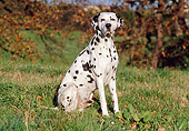 DOG 04 CB0009 01
Dalmatian Sitting On Grass