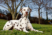 DOG 04 CB0011 01
Dalmatian Laying On Grass