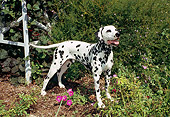DOG 04 FA0008 01
Dalmatian Standing By Shrubs