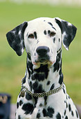 DOG 04 GL0001 01
Head Shot Of Dalmatian On Grass