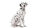 DOG 04 JE0001 01
Dalmatian Sitting On White Seamless