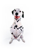 DOG 04 RK0020 03
Dalmatian On Hind Feet Begging On White Seamless