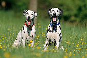 DOG 04 SS0001 01
Two Dalmations Sitting In Grass With Dandelions