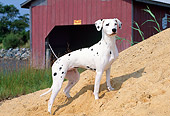 DOG 04 CE0001 01
Dalmatian Standing On Sand Hill By Boathouse