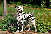 DOG 04 CE0004 01
Dalmatian Standing On Stone Wall By Purple Flowers
