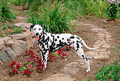DOG 04 CE0005 01
Dalmatian Standing On Stone Path By Flowers