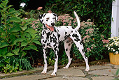 DOG 04 CE0008 01
Dalmatian Standing On Stone Patio By Flowers