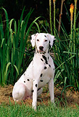 DOG 04 CE0015 01
Dalmatian Sitting On Grass By Flower