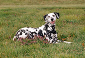DOG 04 CE0017 01
Dalmatian Laying In Field