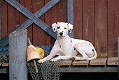 DOG 04 CE0018 01
Dalmatian Laying On Dock By Boathouse