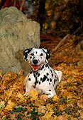 DOG 04 CE0020 01
Dalmatian Laying On Autumn Leaves By Boulder