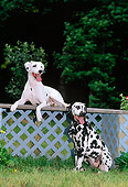 DOG 04 CE0021 01
Two Dalmatians Resting By Evergreen Trees