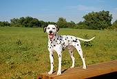 DOG 04 FA0004 01
Dalmatian Standing On Wooden Bench By Field Trees Blue Sky