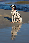 DOG 04 KH0004 01
Dalmatian Sitting On Beach