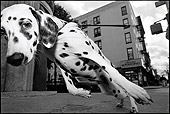 DOG 04 MQ0001 01
Dalmatian Pulling On Leash On Sidewalk