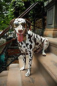 DOG 04 MQ0003 01
Portrait Of Dalmation Sitting On Stone Front Steps Of City House