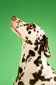 DOG 04 MQ0004 01
Portrait Head Shot Profile Of Dalmation On Green Background
