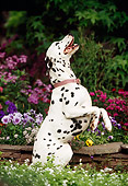 DOG 04 RK0005 17
Dalmatian Standing On Hind Legs In Flower Garden