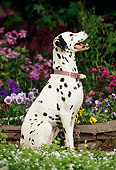 DOG 04 RK0008 02
Dalmatian With Collar Sitting Profile With One Paw Up In Flower Garden