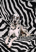 DOG 04 RK0035 03
Dalmatian Laying On Zebra Print