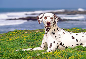 DOG 04 RK0047 04
Dalmatian Laying On Grass By Ocean