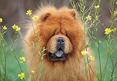 DOG 05 AB0001 01
Portrait Of Chow Chow Sitting In Yellow Flowers