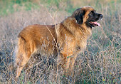 DOG 05 AB0005 01
Leonberger Standing In Dry Grass