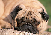 DOG 05 AB0007 01
Close-Up Of Pug Sleeping On Rock