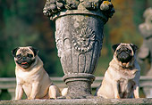 DOG 05 AB0010 01
Two Pugs Sitting By Cement Statue