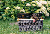 DOG 05 AB0012 01
Wirehaired Dachshund Sitting In Picnic Basket On Lawn
