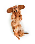 DOG 05 BK0003 01
Dachshund Rolling On Back On White Seamless